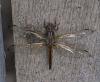 Libellula fulva